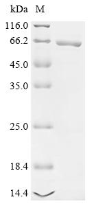 Recombinant Clostridioides difficile Toxin B (toxB) , partial - image 1