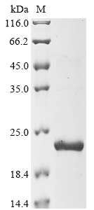 Recombinant Raphanus sativus Late embryogenesis abundant protein, partial - image 1