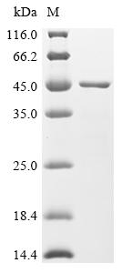 Recombinant Streptococcus downei Cell surface antigen I/II (spaA) , partial - image 1