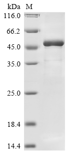 Recombinant Rabies virus Matrix protein (M) - image 1