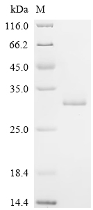 Recombinant Streptococcus sp. group G Immunoglobulin G-binding protein G (spg) , partial - image 1