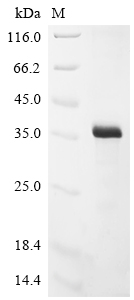 Recombinant Vaccinia virus Soluble interferon gamma receptor B8 (B8R) - image 1