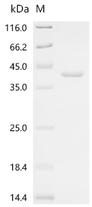 Recombinant Vaccinia virus Protein C15/B21 - image 1