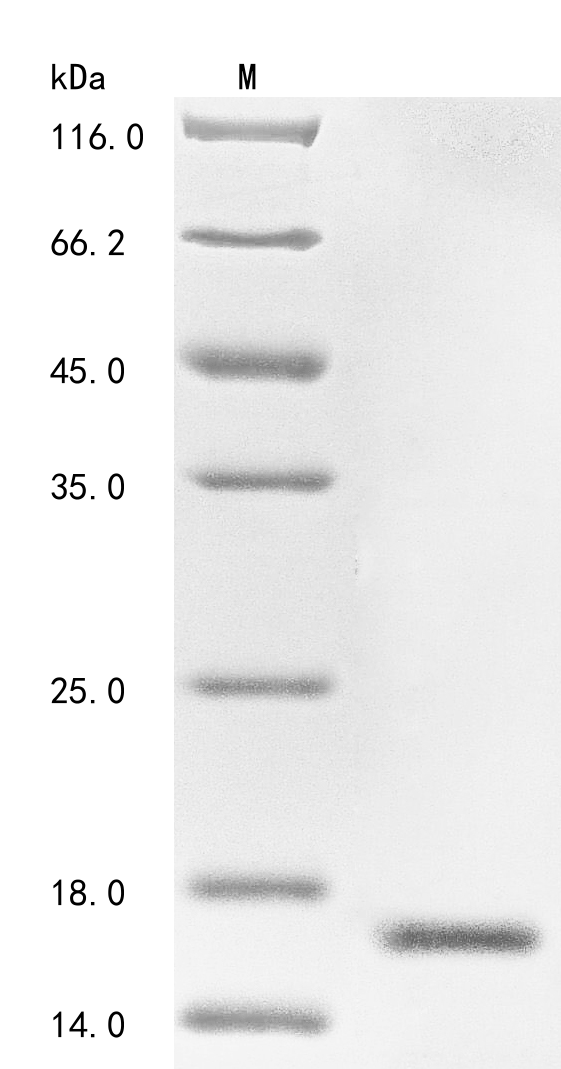 Recombinant Tityus serrulatus Beta-mammal/insect toxin Ts1 - image 1