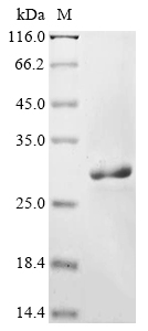 Recombinant BK polyomavirus Small t antigen - image 1