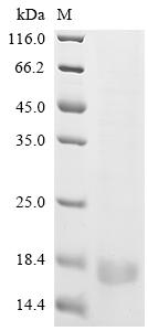 Recombinant Human cytomegalovirus Uncharacterized protein UL131 (UL131) - image 1