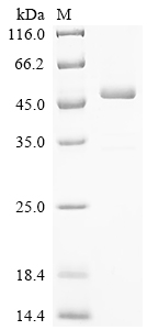 Recombinant Vaccinia virus Intermediate transcription factor 3 large subunit (VITF3L) - image 1