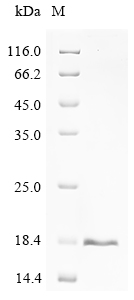 Recombinant Bothrops atrox Disintegrin batroxostatin - image 1