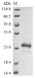 Recombinant Xanthomonas campestris pv. translucens Ice nucleation protein (inaX) , partial - image 1