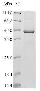 Recombinant Murine polyomavirus Major capsid protein VP1 - image 1