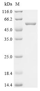 Recombinant Glutamicibacter nicotianae Adenylate cyclase (cya) - image 1