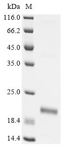 Recombinant Pediococcus acidilactici Bacteriocin pediocin PA-1 (pedA) - image 1