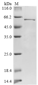 Recombinant Canine coronavirus Nucleoprotein (N) - image 1