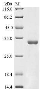 (Tris-Glycine gel) Discontinuous SDS-PAGE (reduced) with 5% enrichment gel and 15% separation gel. (Tris-Glycine gel) Discontinuous SDS-PAGE (reduced) with 5% enrichment gel and 15% separation gel.