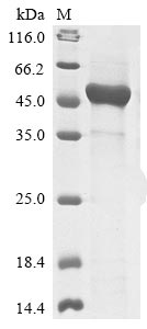 (Tris-Glycine gel) Discontinuous SDS-PAGE (reduced) with 5% enrichment gel and 15% separation gel.