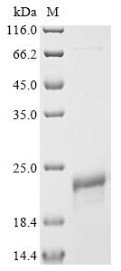 Recombinant Viscum album Viscotoxin-A2 (THI2.3) - image 1