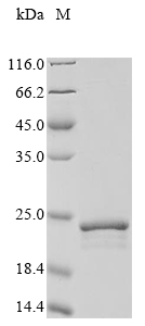 Recombinant Halobacterium halobium Bacteriorhodopsin (bop) , partial - image 1