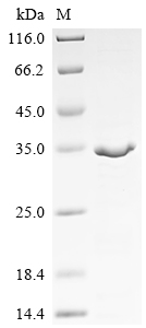 Recombinant Drosophila melanogaster Maternal effect protein staufen (stau) , partial - image 1