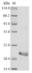 Recombinant Dendroaspis angusticeps Natriuretic peptide DNP - image 1