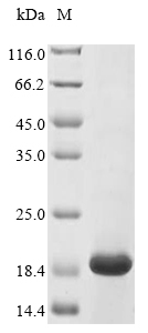 Recombinant Lactococcus lactis subsp. lactis Lantibiotic nisin-Z (nisZ) - image 1