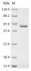 Recombinant Escherichia coli Thiamine-binding periplasmic protein (thiB) - image 1
