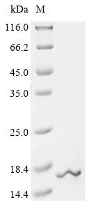 Recombinant Mouse Ubiquitin-like protein FUBI (Fau) - image 1