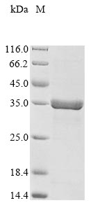Recombinant Campylobacter fetus S-layer protein (sapA) , partial - image 1