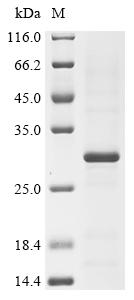 Recombinant Dermatophagoides pteronyssinus Mite allergen Der p 3 (DERP3) - image 1
