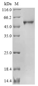 CSB-EP3325GMY(M12) SDS-PAGE