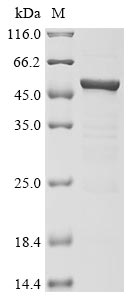 CSB-EP3325GMY(M14) SDS-PAGE