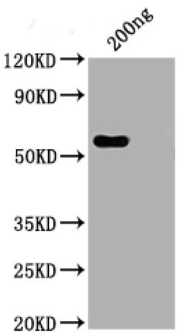 Positive WB detected in: His tag-tagged SARS-CoV-2 nucleocapsid recombinant protein from E. Coli (CSB-EP3325GMY)