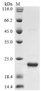Recombinant Rickettsia typhi 17 kDa surface antigen (omp) - image 1