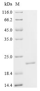 Recombinant Drosophila melanogaster Profilin (chic) - image 1