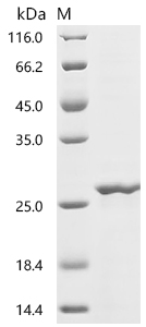Recombinant Drosophila melanogaster Profilin (chic) - image 1