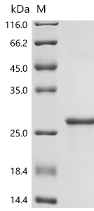 Recombinant Drosophila melanogaster Profilin (chic) - image 1