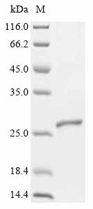Recombinant Arabidopsis thaliana Ubiquitin-conjugating enzyme E2 1 (UBC1) - image 1