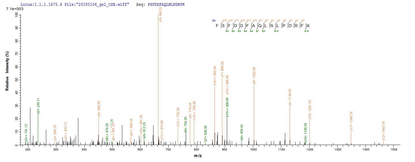 LC-MS Analysis 2- Recombinant protein Triticum WAXY