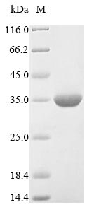 SDS-PAGE- Recombinant protein Triticum WAXY