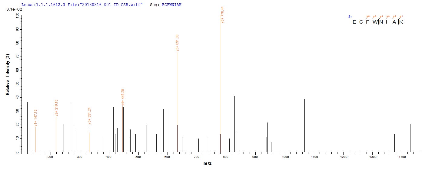 Based on the SEQUEST from database of E.coli host and target protein, the LC-MS/MS Analysis result of CSB-EP333469THS could indicate that this peptide derived from E.coli-expressed Treponema phagedenis tmpB. Based on the SEQUEST from database of E.coli host and target protein, the LC-MS/MS Analysis result of CSB-EP333469THS could indicate that this peptide derived from E.coli-expressed Treponema phagedenis tmpB.