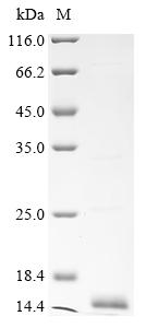 Recombinant Cat Major allergen I polypeptide chain 1 (CH1) - image 1