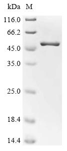 (Tris-Glycine gel) Discontinuous SDS-PAGE (reduced) with 5% enrichment gel and 15% separation gel.