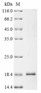 Recombinant Variola virus Pro-variola growth factor (B3R) , partial - image 1