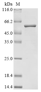 Recombinant Lactobacillus acidophilus S-layer protein (slpA) - image 1