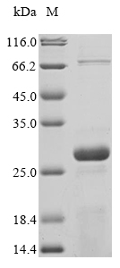 Recombinant Yersinia enterocolitica Protein YopB (yopB) , partial - image 1