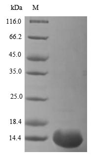 SDS-PAGE- Recombinant protein Vaccinia PS/HR