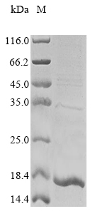 Recombinant Mouse Stefin-1 (Stfa1) - image 1