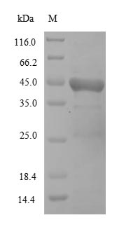 (Tris-Glycine gel) Discontinuous SDS-PAGE (reduced) with 5% enrichment gel and 15% separation gel.