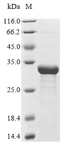 (Tris-Glycine gel) Discontinuous SDS-PAGE (reduced) with 5% enrichment gel and 15% separation gel. (Tris-Glycine gel) Discontinuous SDS-PAGE (reduced) with 5% enrichment gel and 15% separation gel.