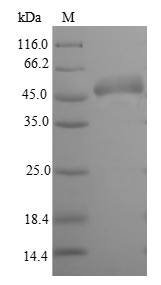 SDS-PAGE- Recombinant protein Escherichia gltI