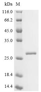 Recombinant Pseudomonas putida Arginine/ornithine antiporter (arcD) , partial - image 1